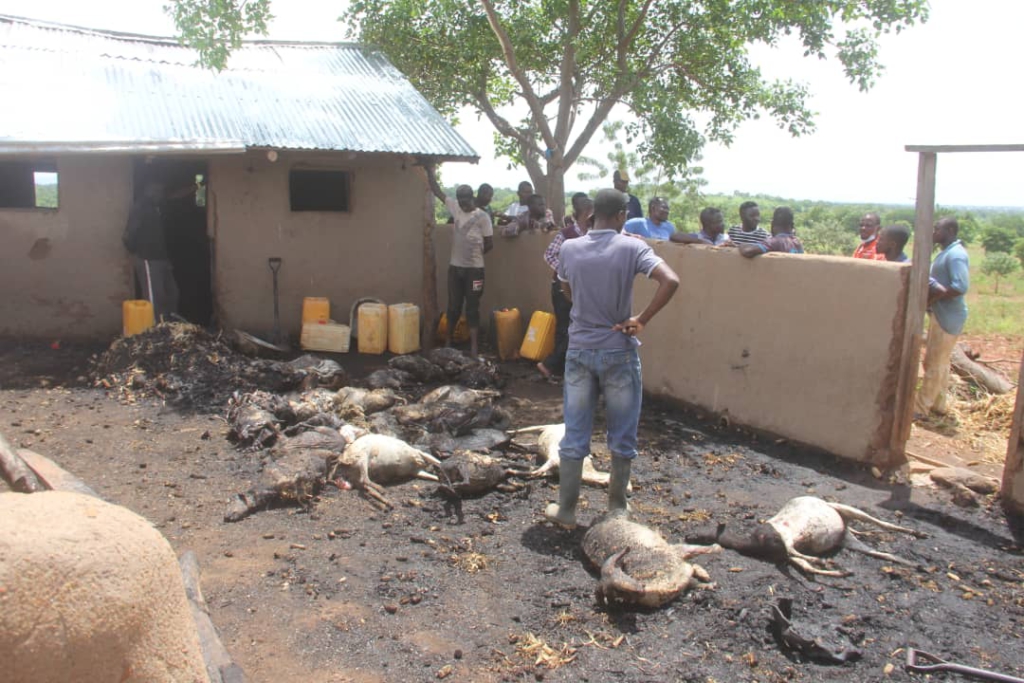 Farmer loses 36 sheep, other animals to suspected arsonist Farmer loses 36 sheep, other animals to suspected arsonist