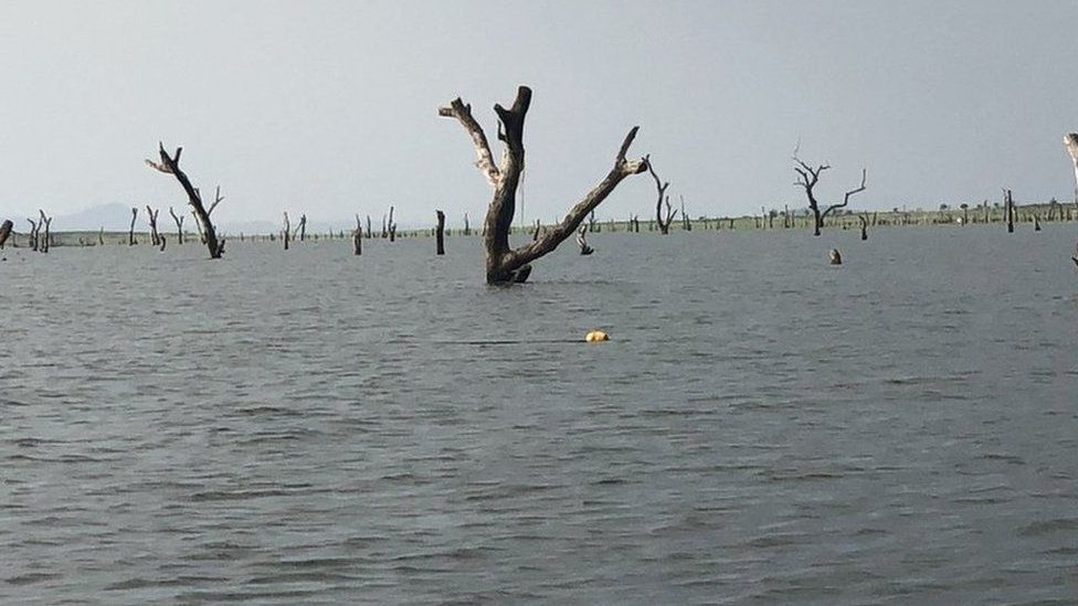 Maritime Authority removes 21,000 tree stumps from inland waterways