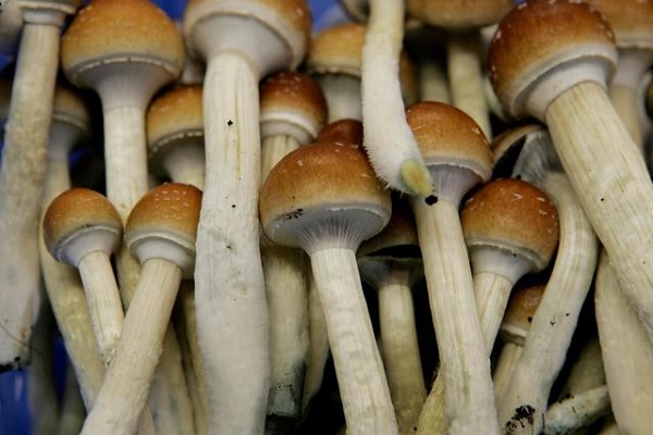 Mushroom helps in management of diabetes and other heart-related conditions - Nutritionist
