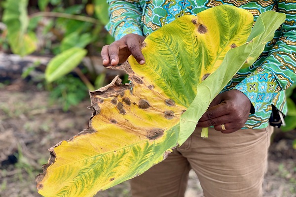 Farmers in Sunyani West introduced to new varieties of “Kooko”