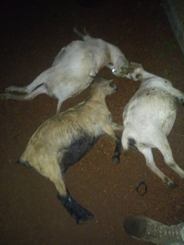 Goat stealers arrested in Savelugu Goat stealers arrested in Savelugu