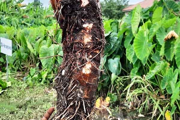 Farmers in Sunyani West introduced to new varieties of “Kooko”