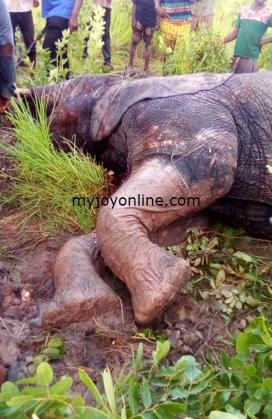 Man dead after wild elephants invade town