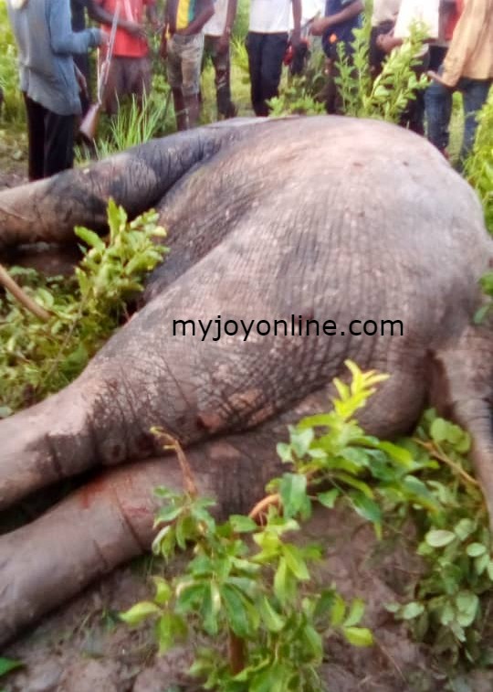 Man dead after wild elephants invade town