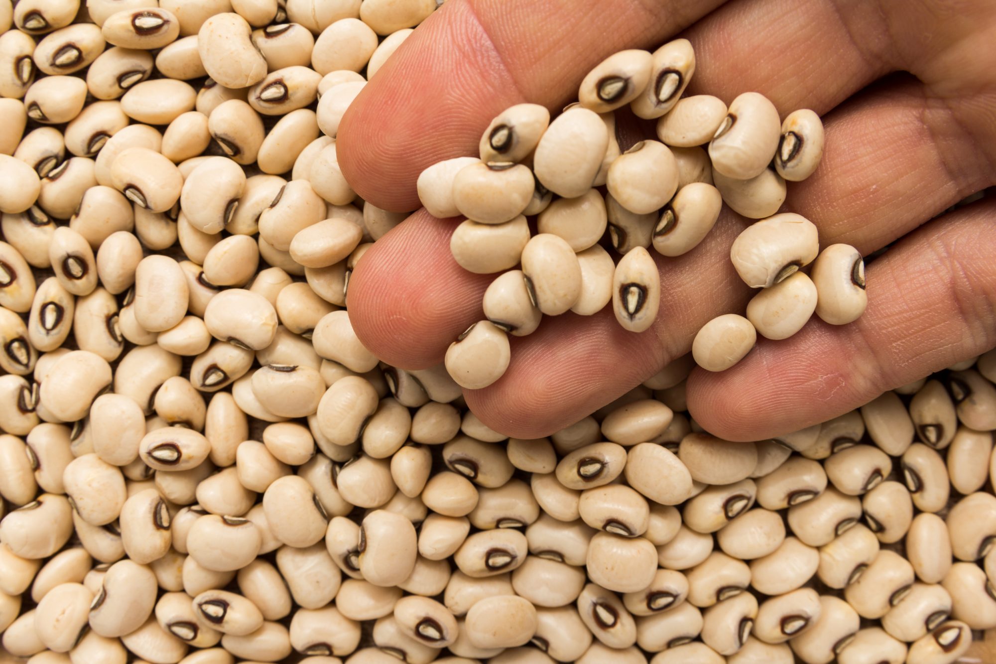 GMO cowpea is increasing farm revenues – Nigerian farmers - MyJoyOnline