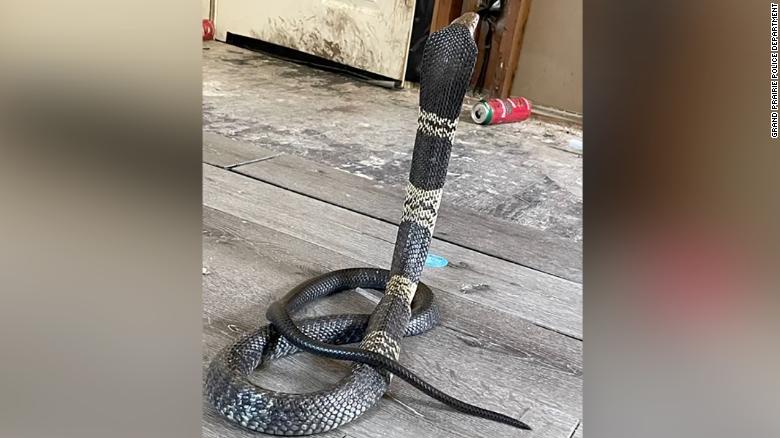Africa makes strides in local snakebite antivenom manufacturing - Vimarsana News