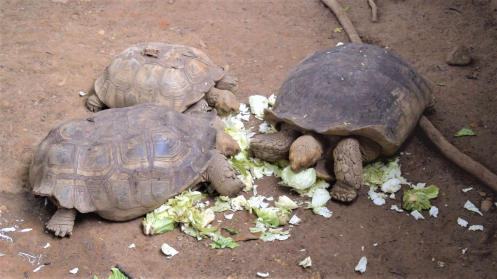 Wildlife Hunting Closed Season; Bush meat traders feeling the pinch