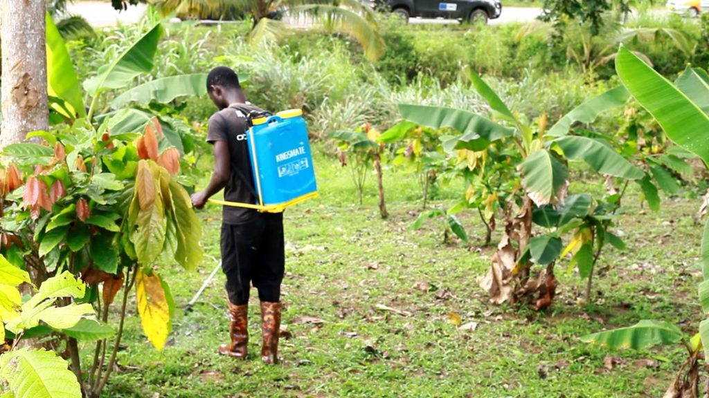 Cocoa Farmers in Western North Region decry unfair implementation of cocoa rehabilitation programme