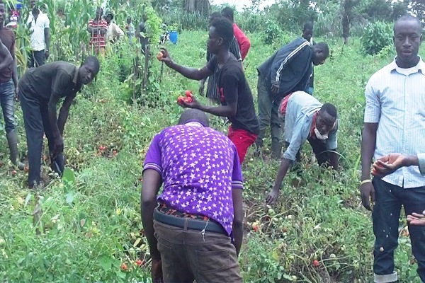 African leaders urged to invest in youth in agriculture to help mitigate climate change impact