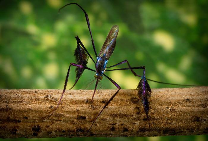 Sabethes – The world’s most beautiful mosquito