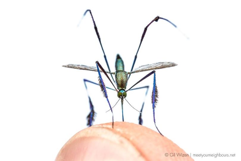 Sabethes – The world’s most beautiful mosquito