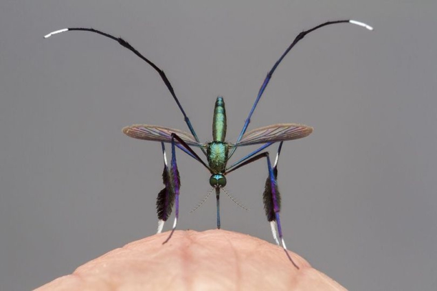 Sabethes – The world’s most beautiful mosquito - MyJoyOnline.com