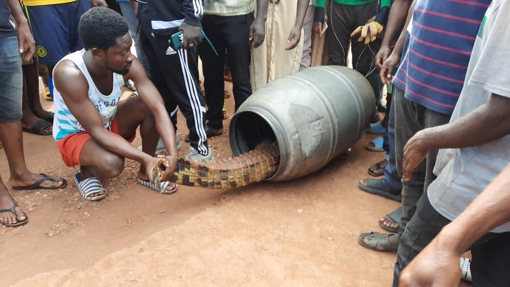 Huge crocodile found roaming streets of Techiman - MyJoyOnline.com