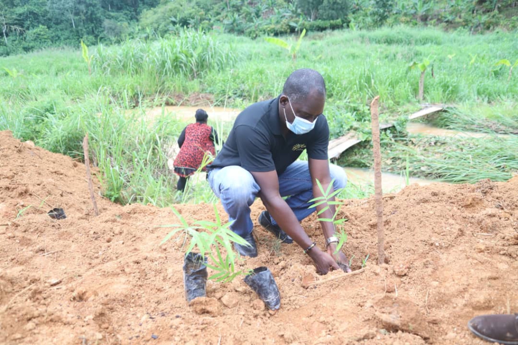 Government urged to pay attention to Bamboo and its economic benefits