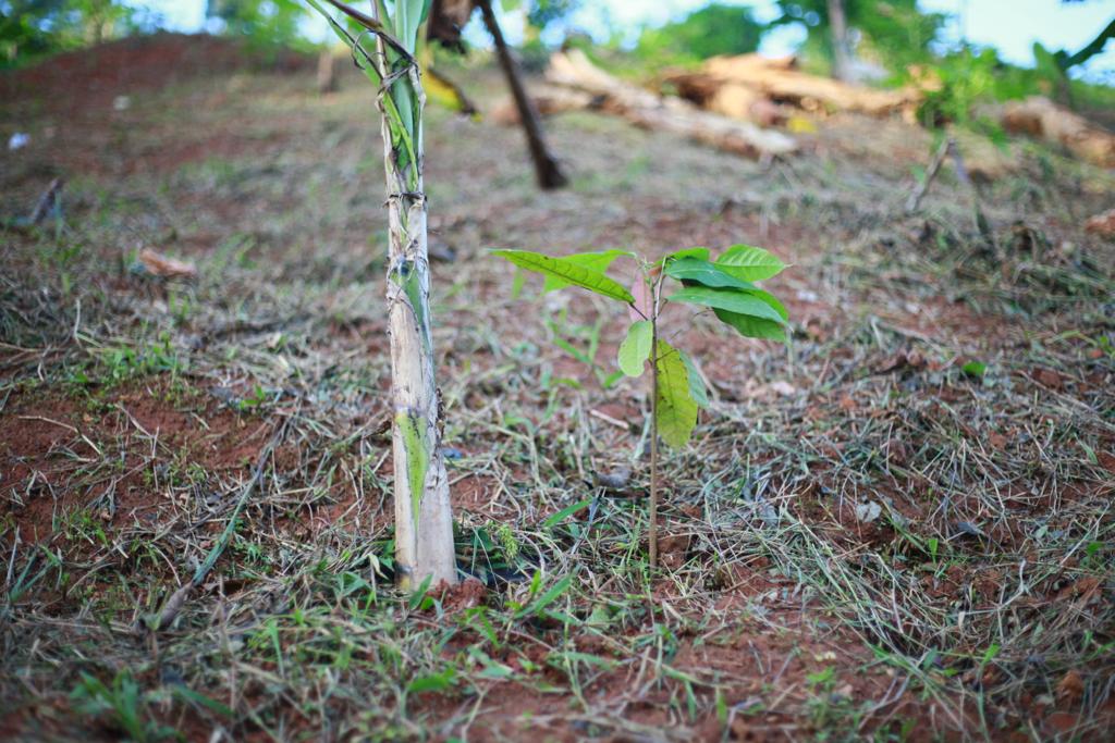 National Cocoa Rehabilitation Programme in limbo - Farmers tell GARDJA