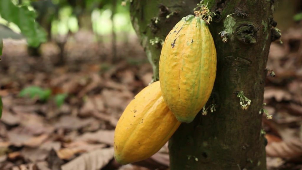 Cocoa Farmers in Western North Region decry unfair implementation of cocoa rehabilitation programme