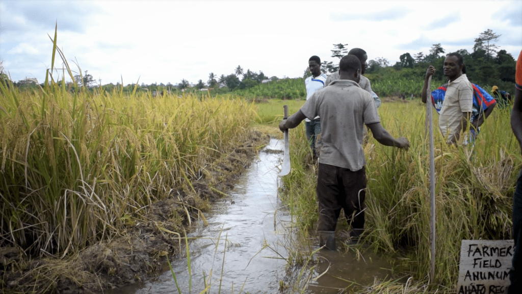 CSIR-SRI introduces SAWAH technology to boost rice production