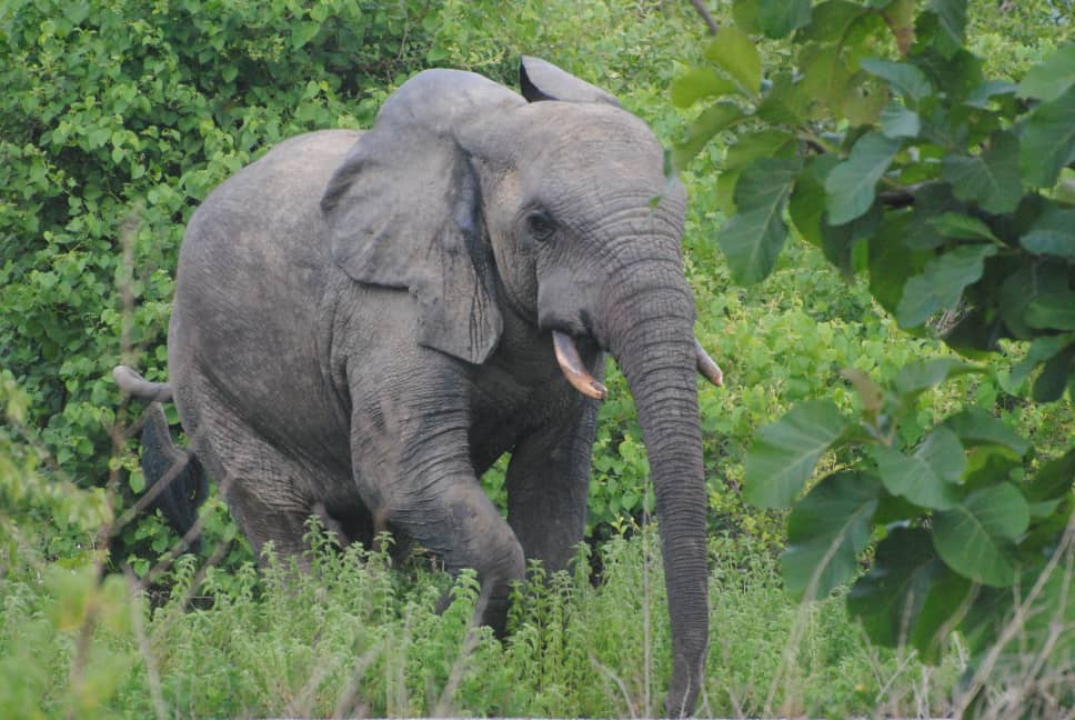 Current climate not the main cause of lower species diversity in Africa's tropical forests - Research