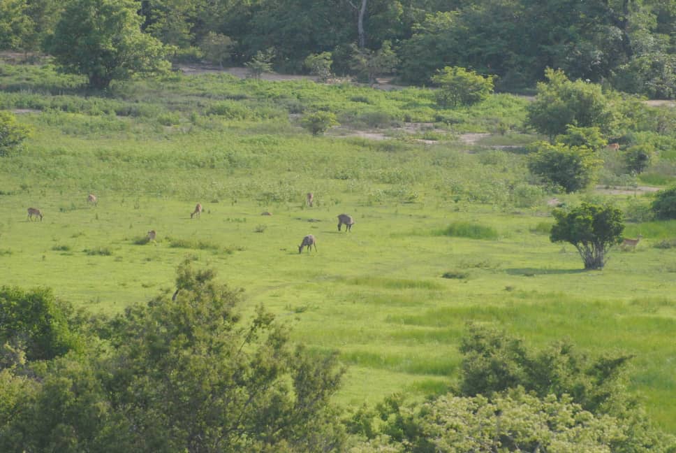 Current climate not the main cause of lower species diversity in Africa's tropical forests - Research