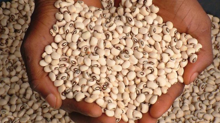Abigail Dankwah Akoto: Will the genetically modified PBR cowpea be a game changer?