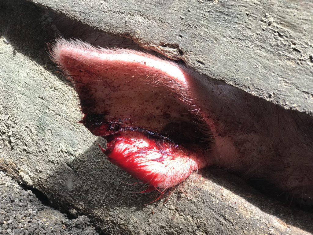 African Swine Fever kills over 2,000 pigs in Ejura African Swine Fever kills over 2,000 pigs in Ejura