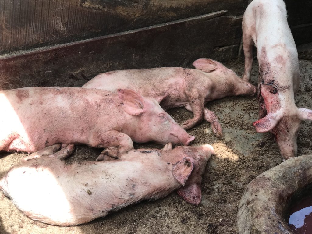 African Swine Fever kills over 2,000 pigs in Ejura
