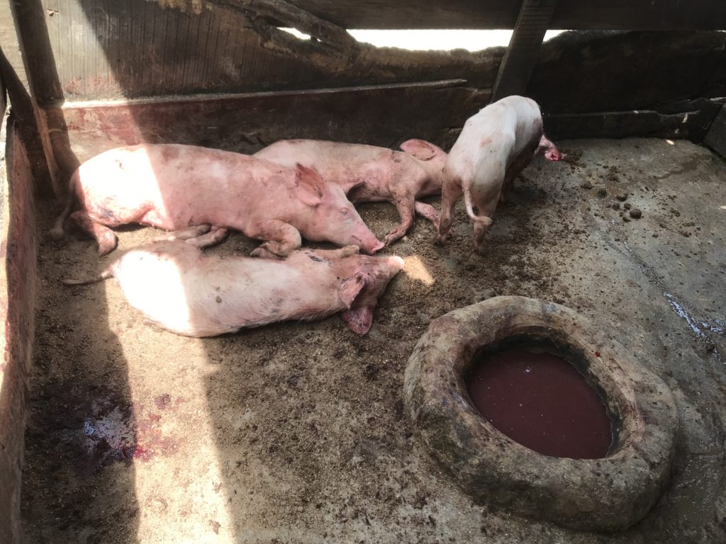 African Swine Fever kills over 2,000 pigs in Ejura