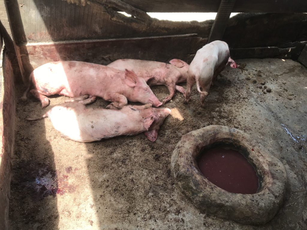 African Swine Fever kills over 2,000 pigs in Ejura African Swine Fever kills over 2,000 pigs in Ejura