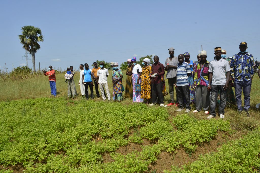 CSIR-SARI introduces new varieties of 'Frafra' potato to farmers in Talensi and Nabdam