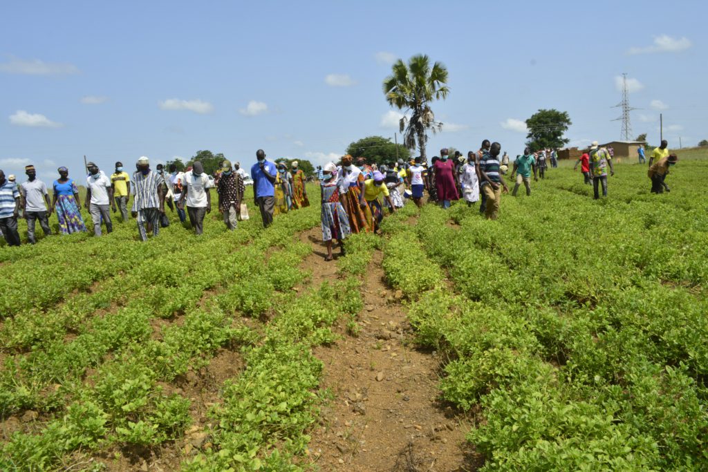 CSIR-SARI introduces new varieties of 'Frafra' potato to farmers in Talensi and Nabdam