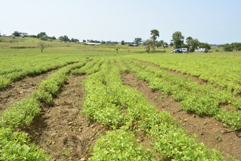 CSIR-SARI introduces new varieties of 'Frafra' potato to farmers in Talensi and Nabdam