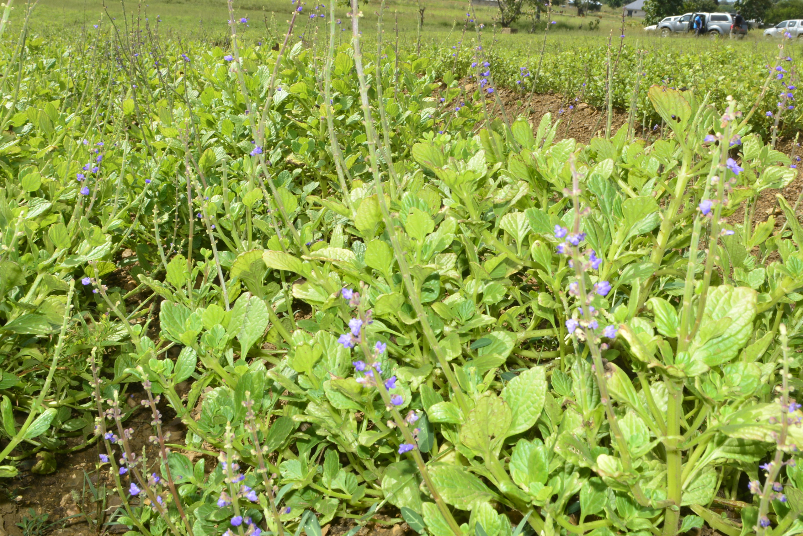 CSIR-SARI introduces new varieties of 'Frafra' potato to farmers in Talensi and Nabdam