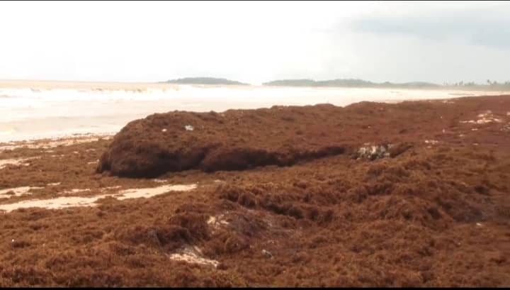Oil exploration has no link to seaweed invasion - Freddie Blay