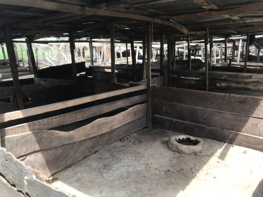 African Swine Fever kills over 2,000 pigs in Ejura African Swine Fever kills over 2,000 pigs in Ejura