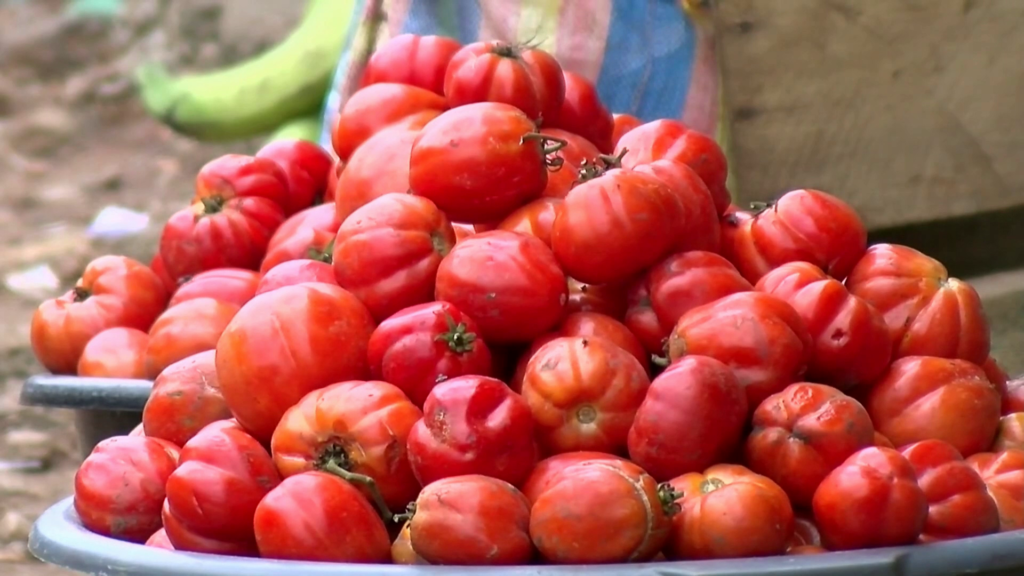 Tomato farmers and transporters take steps to promote local production