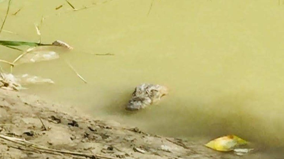 Crocodiles turn on humans amid Iran water crisis