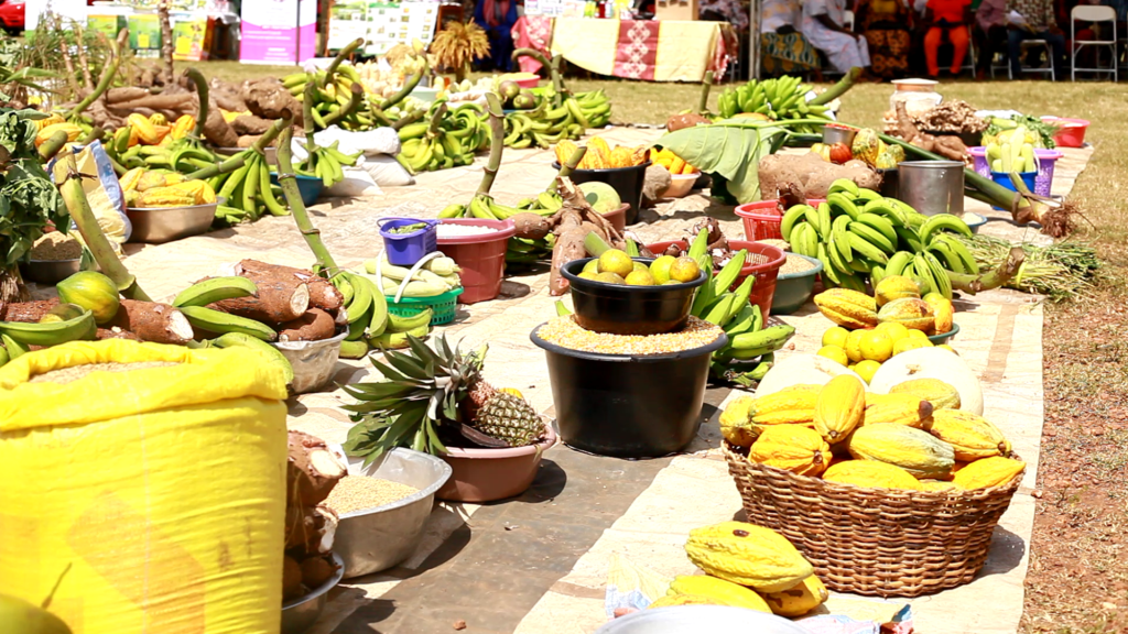 Agric Ministry to compensate Ejisu pig farmers for stocks lost Agric Ministry to compensate Ejisu pig farmers for stocks lost