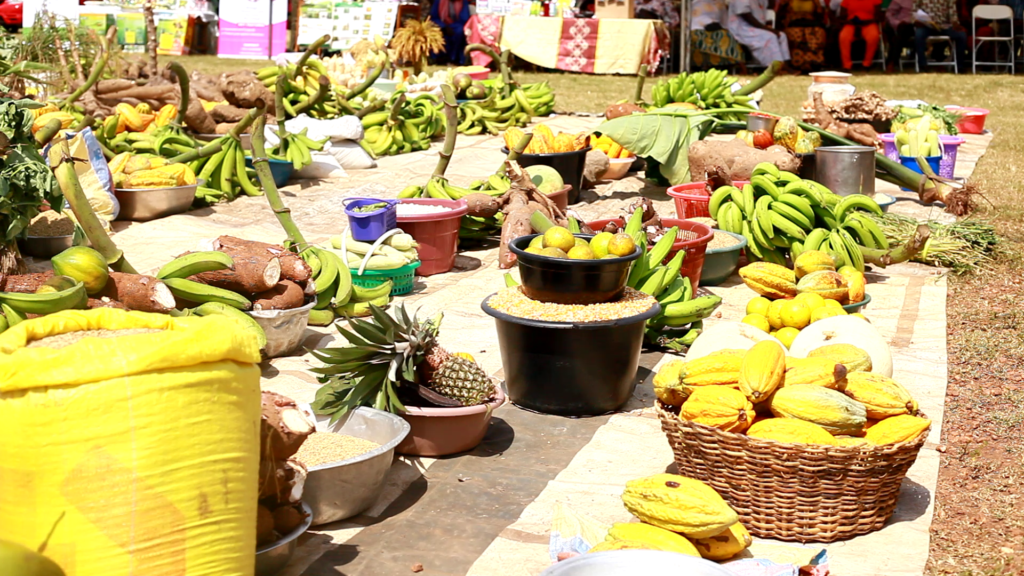 Agric Ministry to compensate Ejisu pig farmers for stocks lost