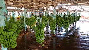North Tongu has the most suitable soil for Banana farming - Agronomist