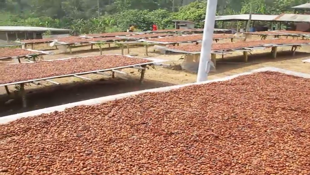 Assin Worakese Traditional leaders seize 450-acre land leased to Cocobod for Cocoa Research Station Assin Worakese Traditional leaders seize 450-acre land leased to Cocobod for Cocoa Research Station