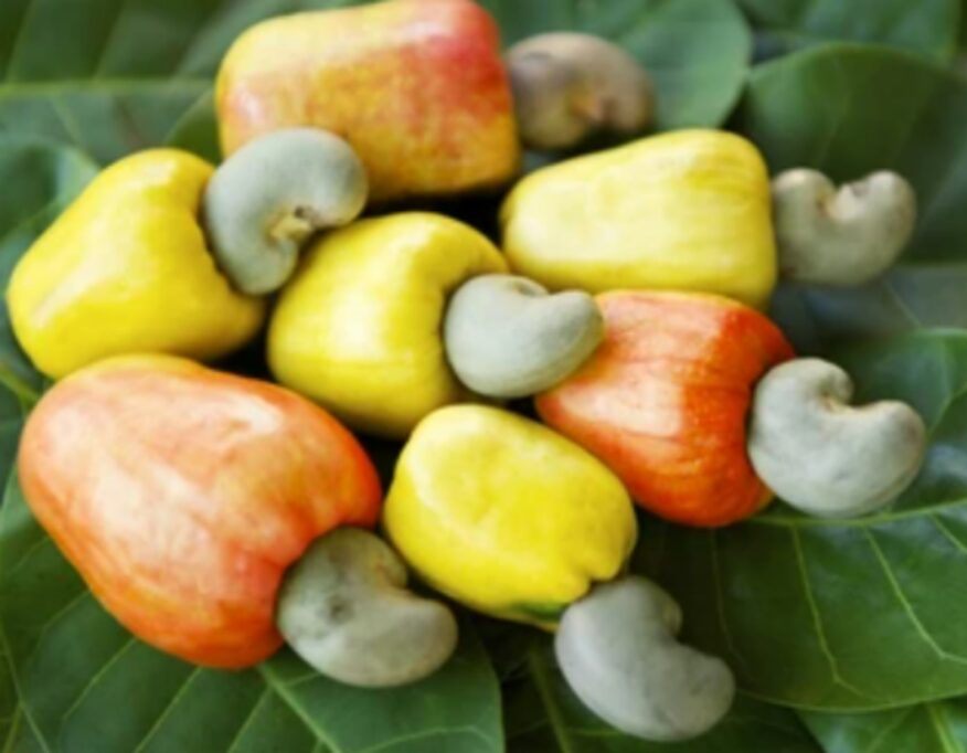 Wenchi Municipal Assembly institutes guidelines for the local cashew industry