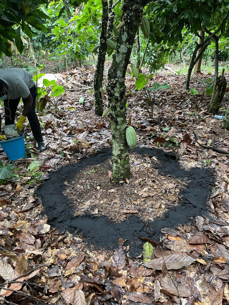 Biochar: A sustainable approach for improving soil fertility and mitigating climate change