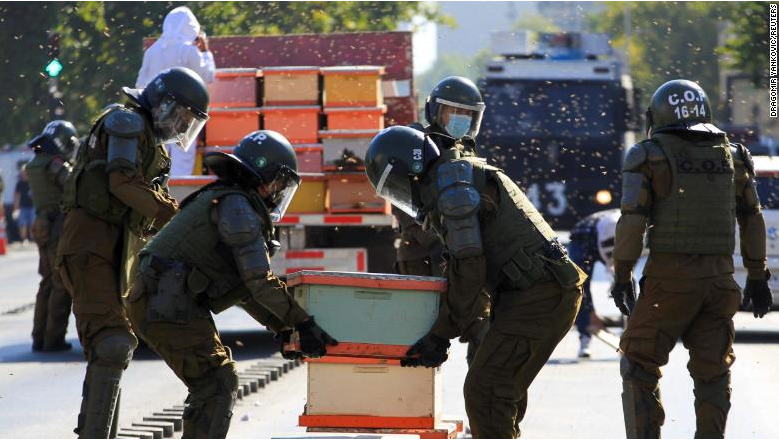10,000 bees join protest in Chile, 7 police officers stung 10,000 bees join protest in Chile, 7 police officers stung