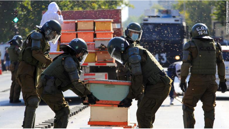 10,000 bees join protest in Chile, 7 police officers stung