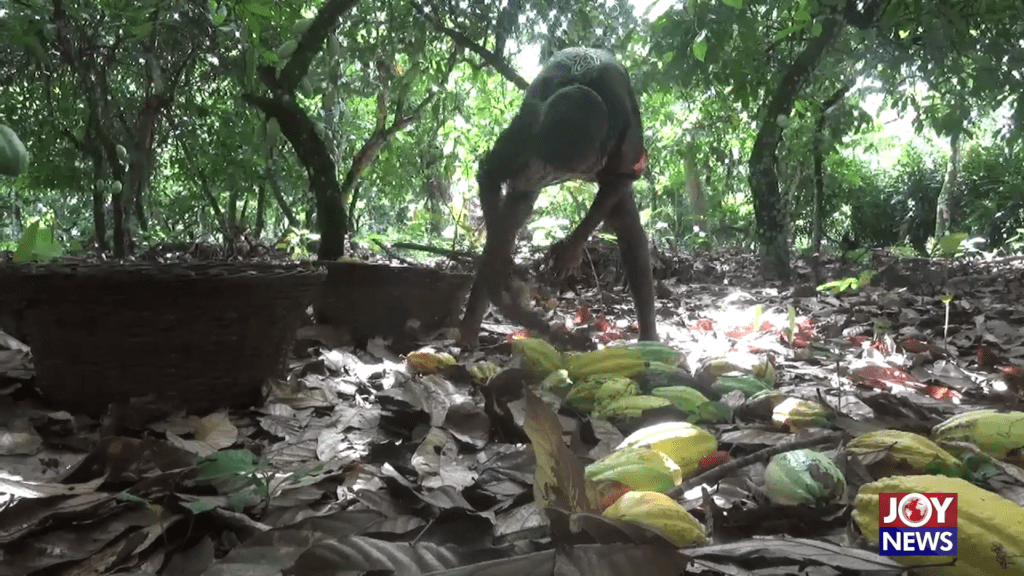 Cadbury faces fresh accusations of child labour on cocoa farms in Ghana