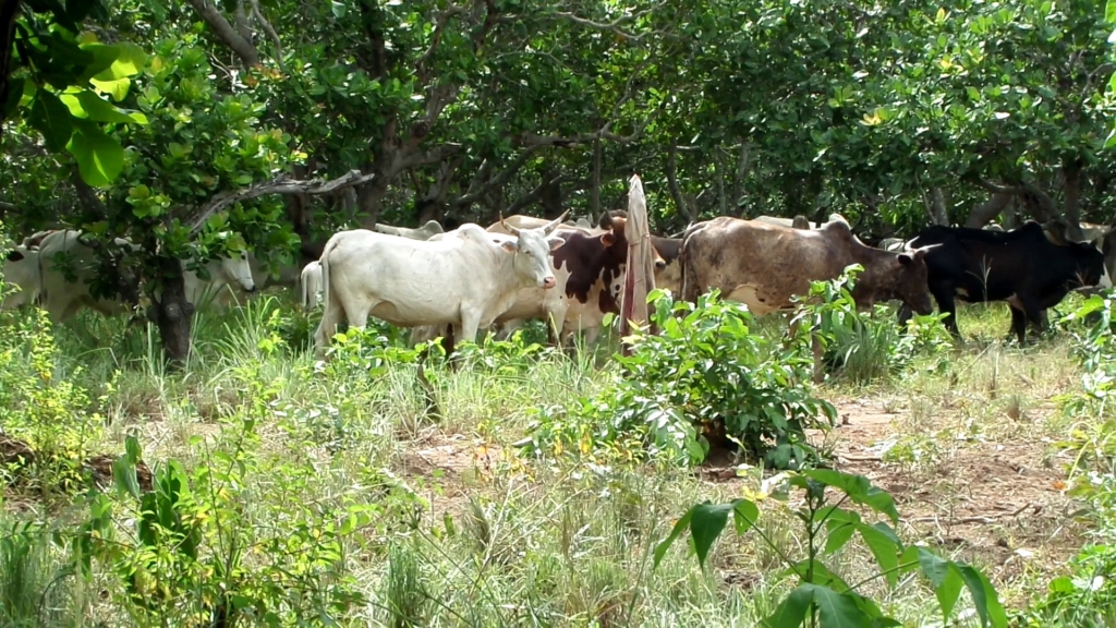 Fulani Chief in Wenchi begins registering herder kinsmen in the area