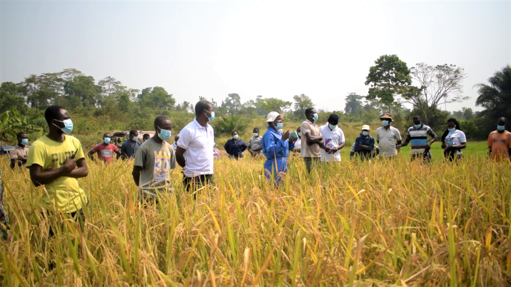 Crop researchers and farmers join forces to make Ghana self-sufficient in rice production