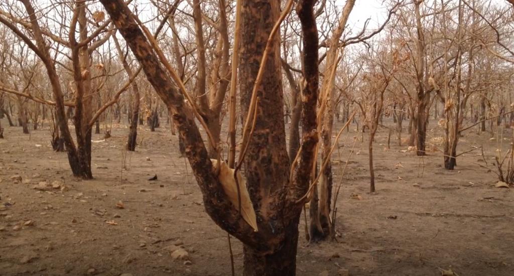 Bush fires: Equivalent of 600,000 average football pitch burnt in 10 years