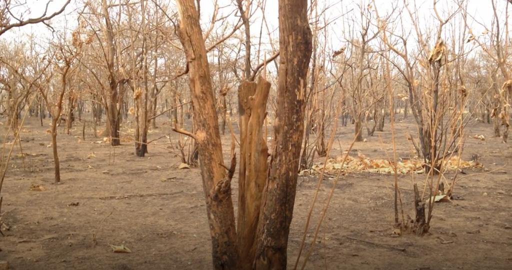 Bush fires: Equivalent of 600,000 average football pitch burnt in 10 years