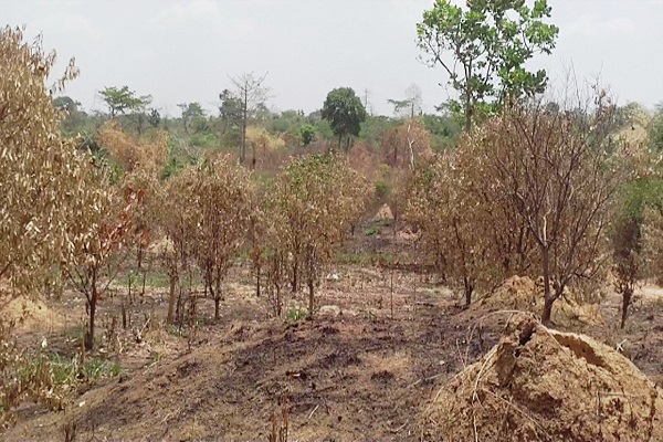 National Best Female Farmer entreats Attorney-General to quicken investigation into burnt cashew farms in Banda